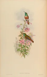 Amazilia amazilia pristina